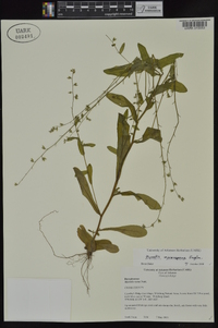 Myosotis macrosperma image