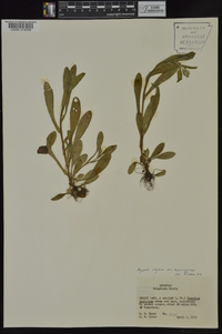 Myosotis macrosperma image