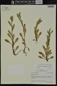 Myosotis macrosperma image