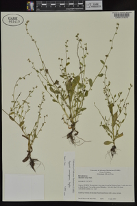 Myosotis macrosperma image