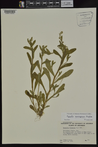 Myosotis macrosperma image