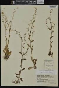 Myosotis macrosperma image