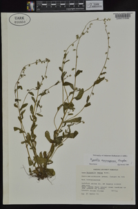 Myosotis macrosperma image