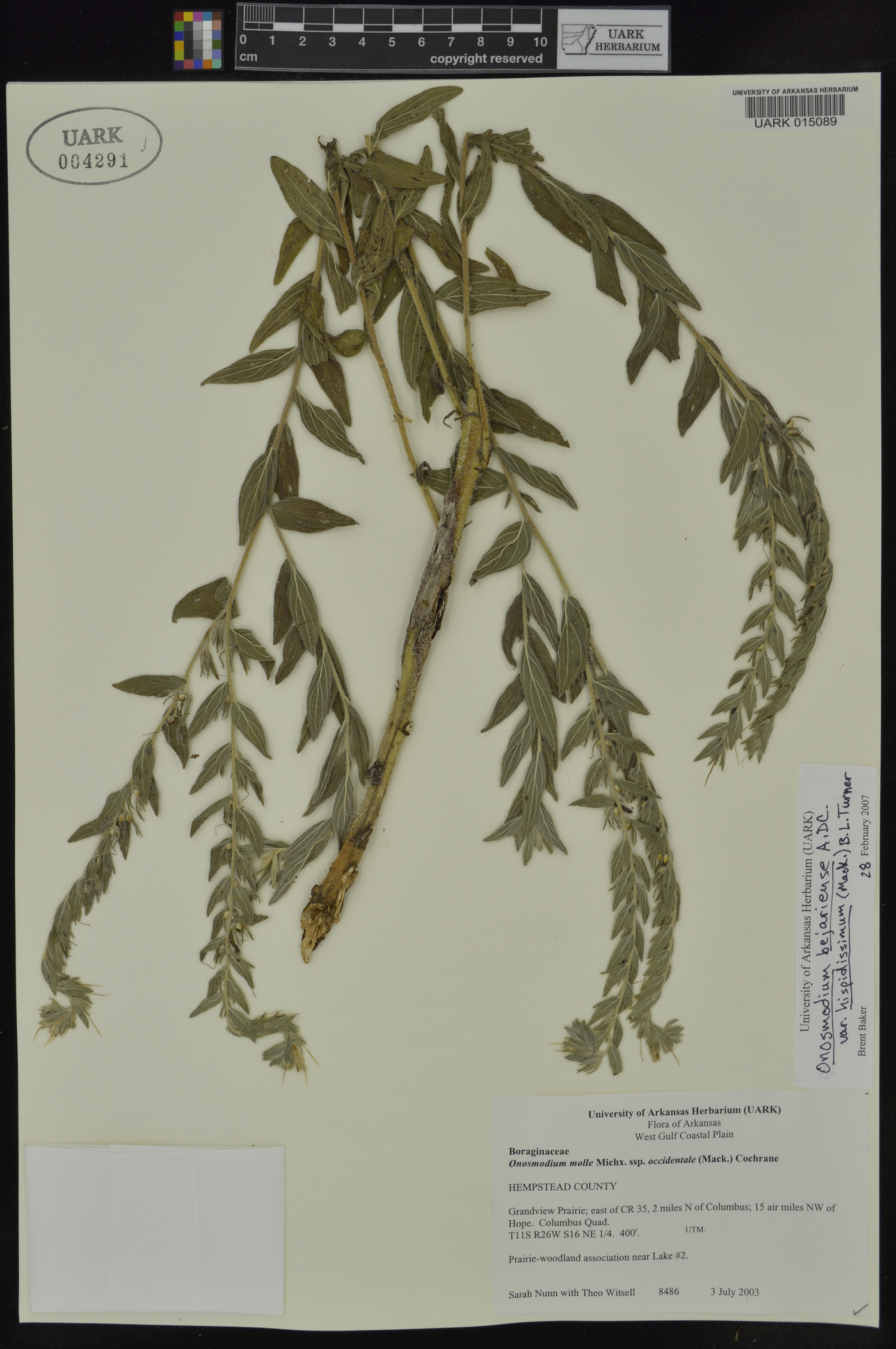 Onosmodium bejariense image