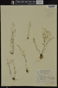 Arabidopsis thaliana image