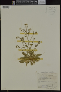 Arabidopsis thaliana image