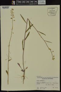 Borodinia canadensis image