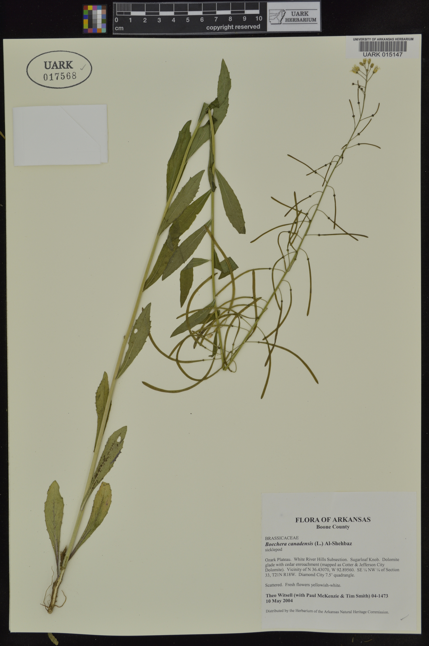 Borodinia canadensis image
