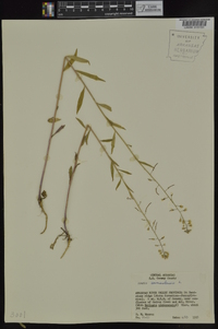 Borodinia canadensis image