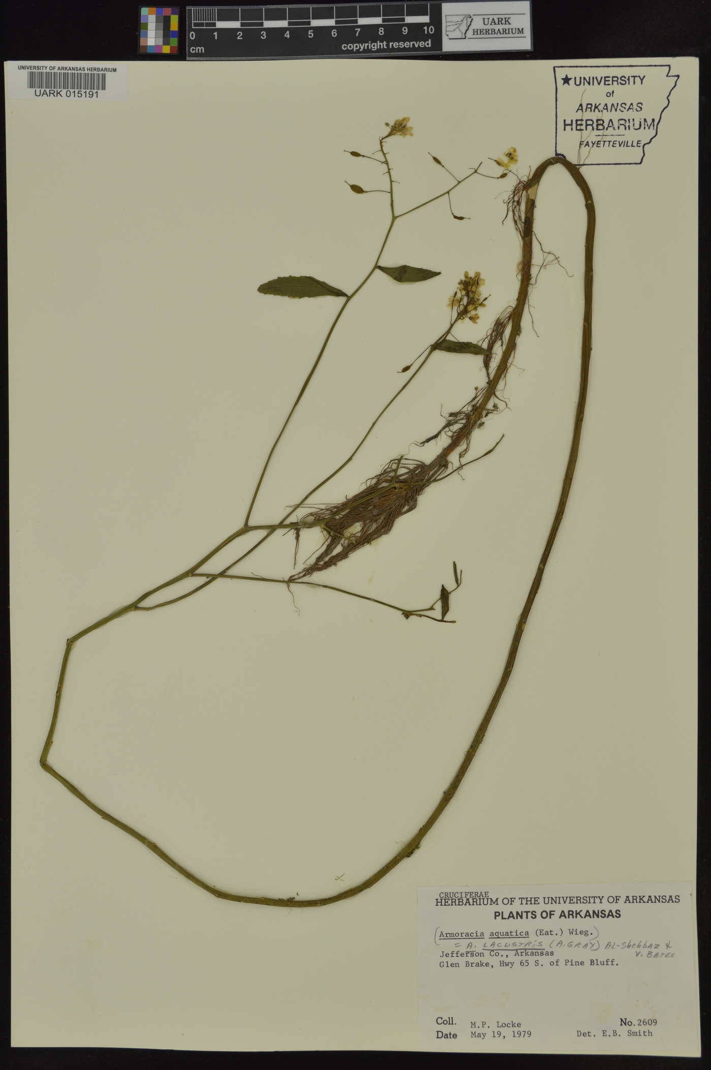 Armoracia lacustris image