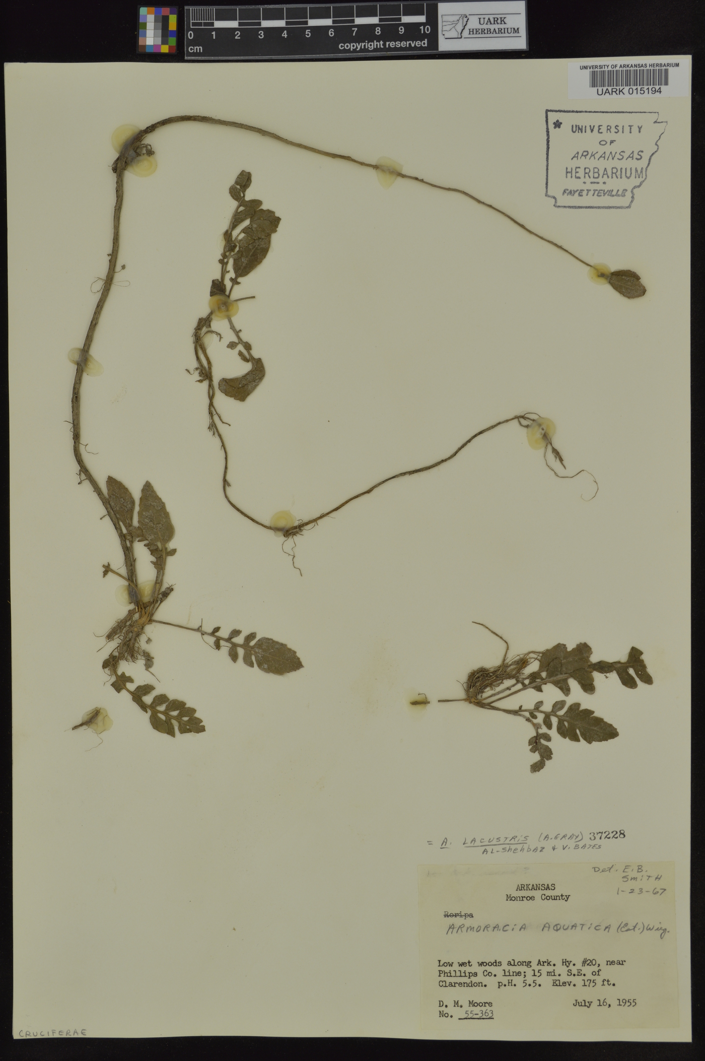 Neobeckia aquatica image