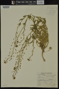 Camelina microcarpa image