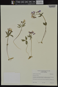 Cardamine angustata image