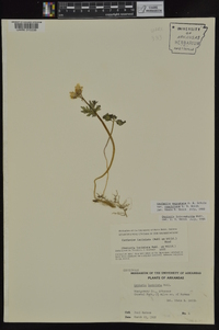 Cardamine angustata image