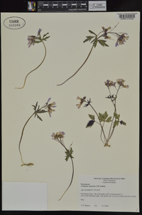 Cardamine angustata image