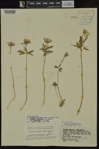 Cardamine angustata image