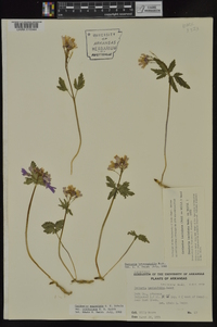 Cardamine angustata image