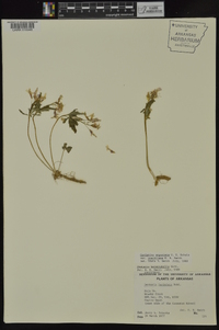 Cardamine angustata image