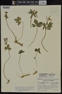 Cardamine angustata image