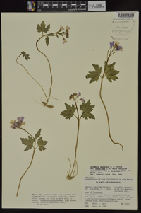 Cardamine angustata image