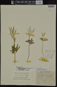 Cardamine angustata image