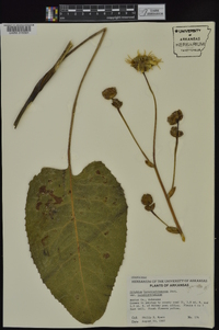 Silphium terebinthinaceum image