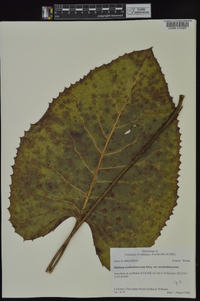 Silphium terebinthinaceum image