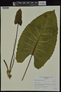 Silphium terebinthinaceum image