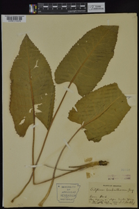 Silphium terebinthinaceum image