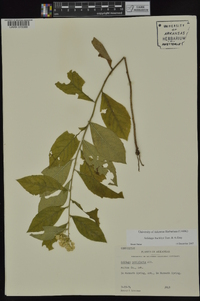 Solidago buckleyi image