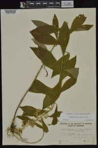 Solidago buckleyi image