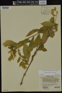 Solidago buckleyi image