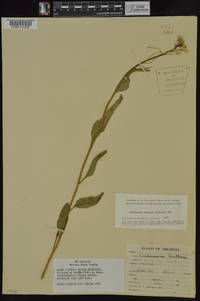 Cardamine bulbosa image