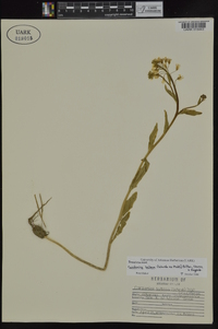 Cardamine bulbosa image