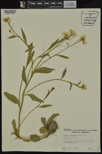 Cardamine bulbosa image