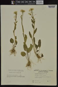 Cardamine bulbosa image