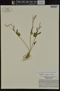 Cardamine douglassii image