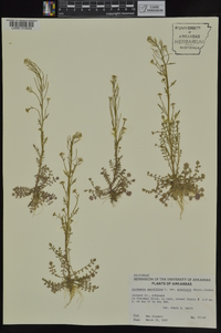 Cardamine parviflora image