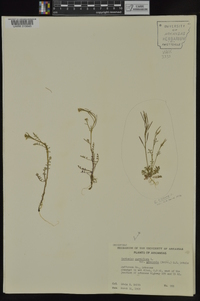 Cardamine parviflora image