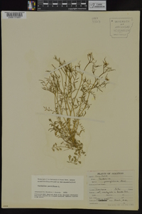 Cardamine parviflora image