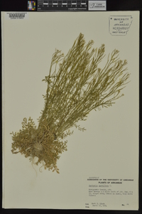 Cardamine parviflora image