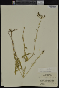 Vernonia texana image