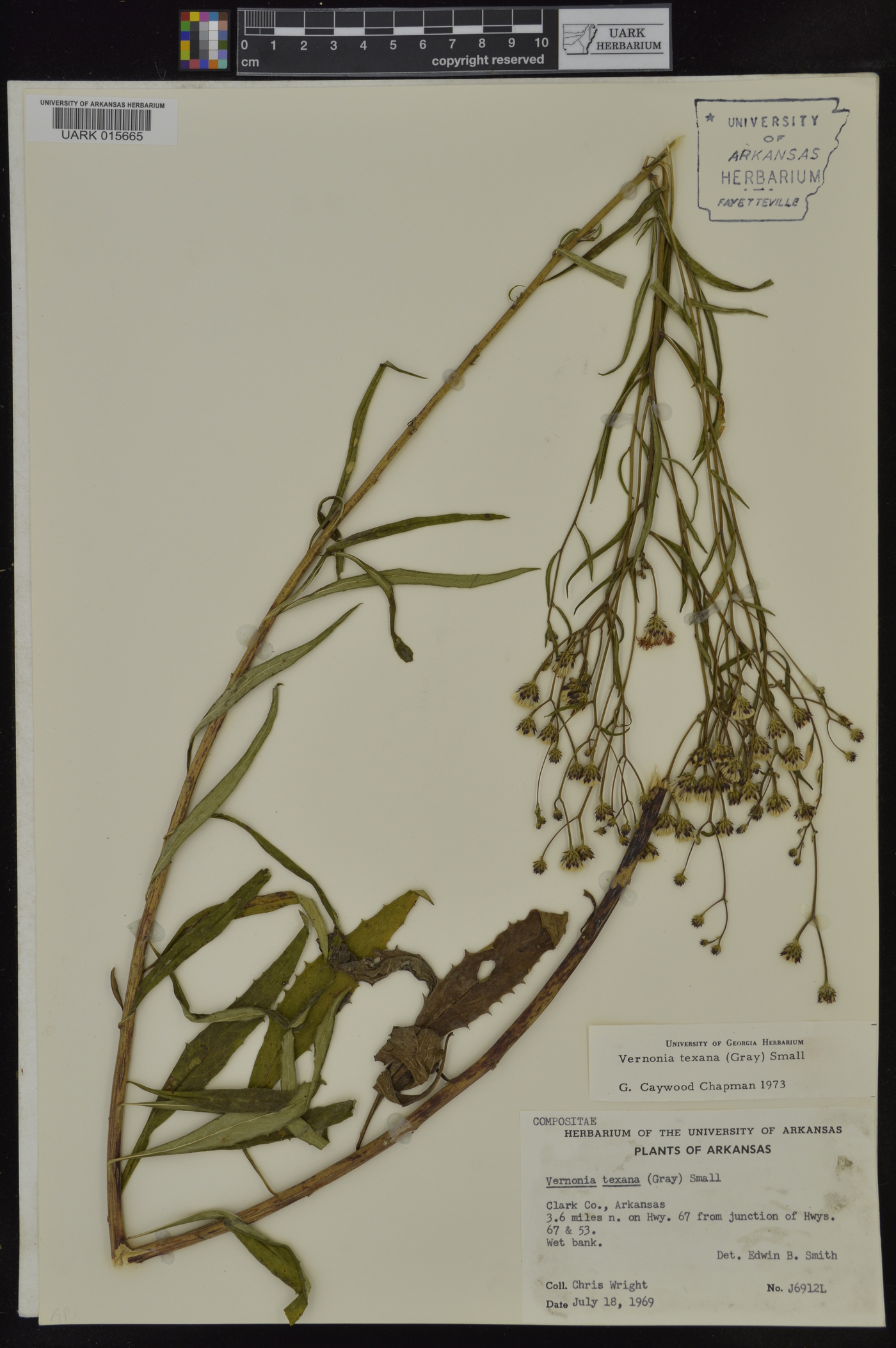 Vernonia texana image