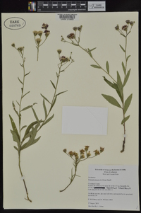 Vernonia texana image
