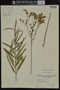 Vernonia texana image