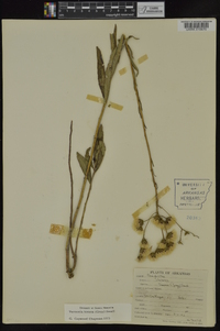 Vernonia texana image