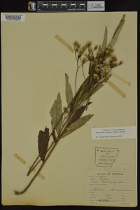 Vernonia texana image