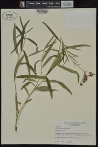 Vernonia texana image