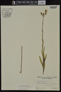 Vernonia texana image