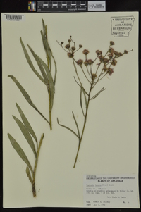 Vernonia texana image
